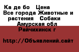 Ка де бо › Цена ­ 25 000 - Все города Животные и растения » Собаки   . Амурская обл.,Райчихинск г.